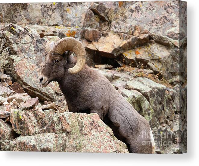 Bighorn Sheep Canvas Print featuring the photograph Waterton Bighorn on the Rocks by Steven Krull