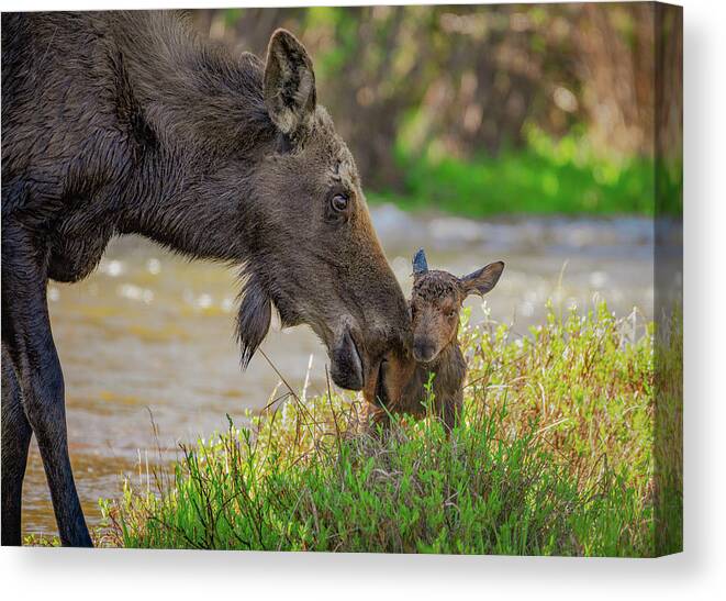 Moose Canvas Print featuring the photograph Welcome to the World by Gary Kochel