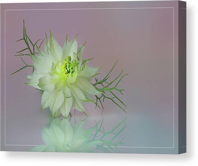 Nigella Canvas Print featuring the photograph White Nigella and its reflection by Sylvia Goldkranz