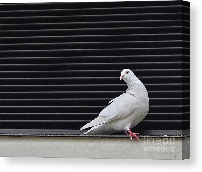 White Canvas Print featuring the photograph White Pigeon Oahu by Ron Long