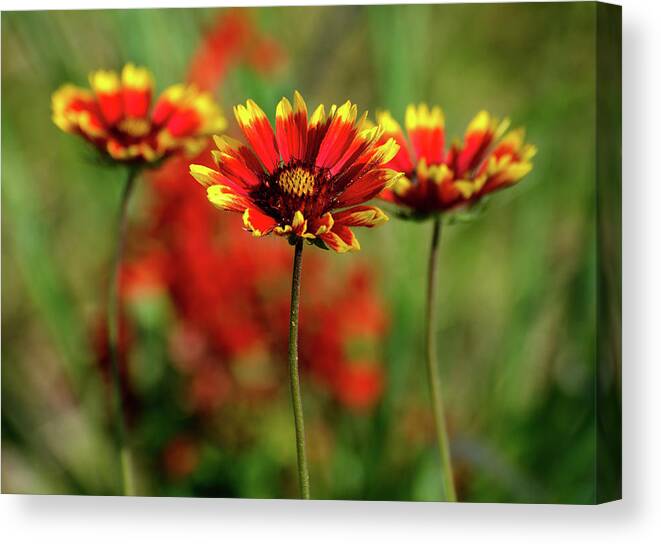 Nature Canvas Print featuring the photograph Wildflowers by Linda Shannon Morgan