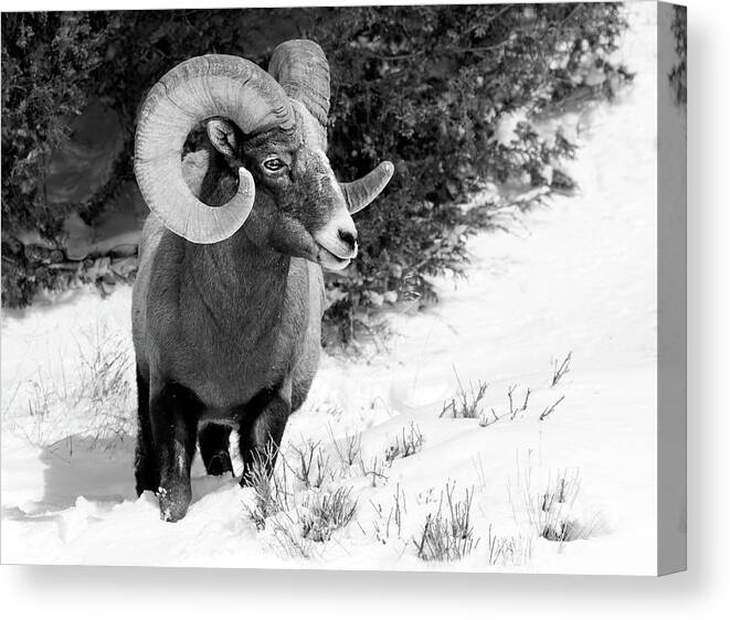 Bighorn Canvas Print featuring the photograph Winter Gaze by Art Cole