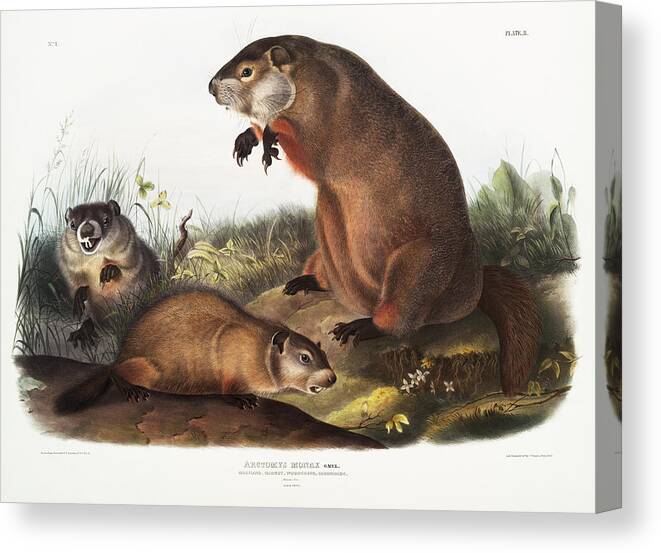 American Animals Canvas Print featuring the mixed media Woodchuck. John Woodhouse Audubon Illustration by World Art Collective