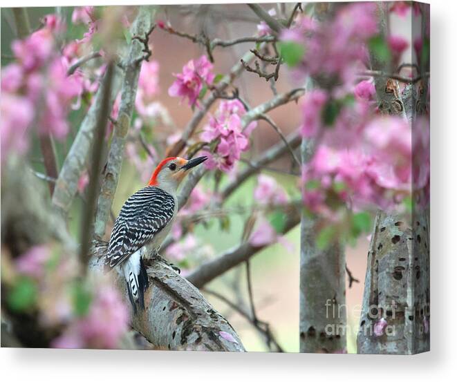 Red-bellied Woodpecker Canvas Print featuring the photograph Woodpecker Floral by Jayne Carney
