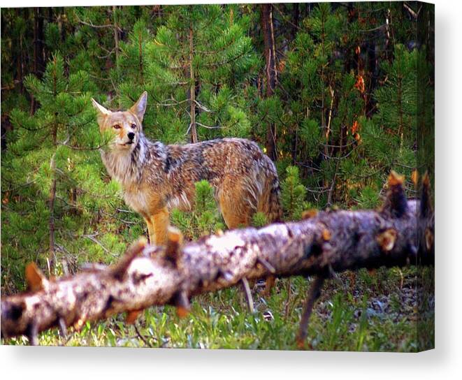 Coyote Canvas Print featuring the photograph Yellowstone Coyote by Marty Koch