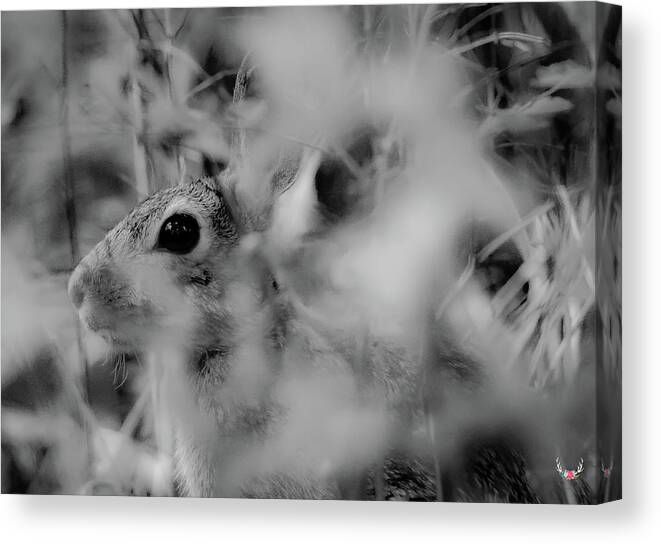 Rabbit Canvas Print featuring the photograph You Can't See Me by Pam Rendall