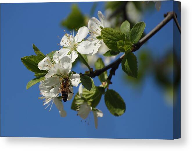 Spring Canvas Print featuring the photograph Flower and bee by Ginka Atanasova