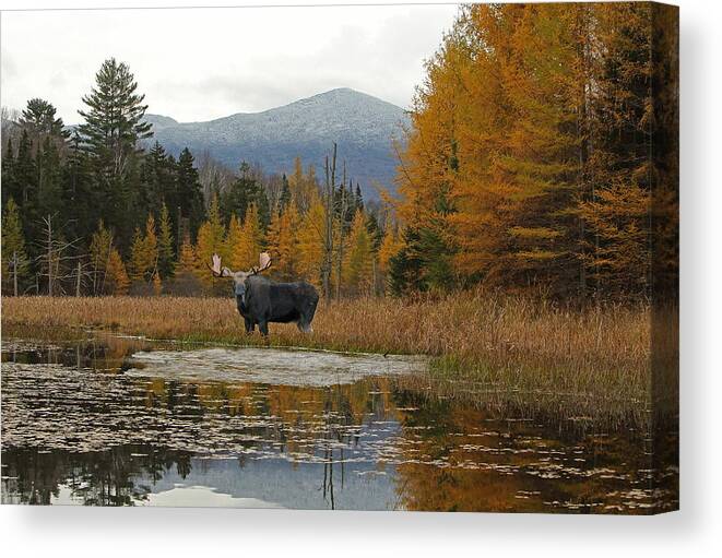 Moose Canvas Print featuring the photograph A Bull With a View #1 by Duane Cross