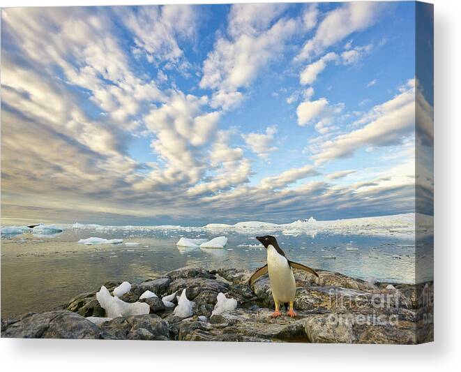 00345612 Canvas Print featuring the photograph Adelie Penguin Flapping Wings by Yva Momatiuk John Eastcott