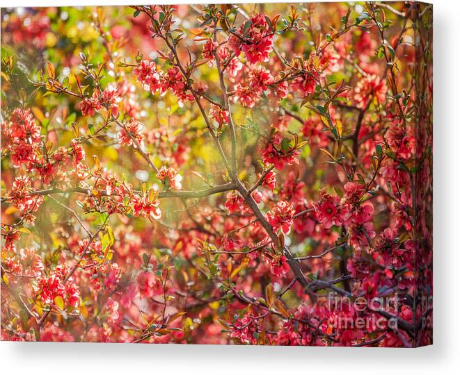 Flowers Canvas Print featuring the photograph Afternoon Light by Roselynne Broussard