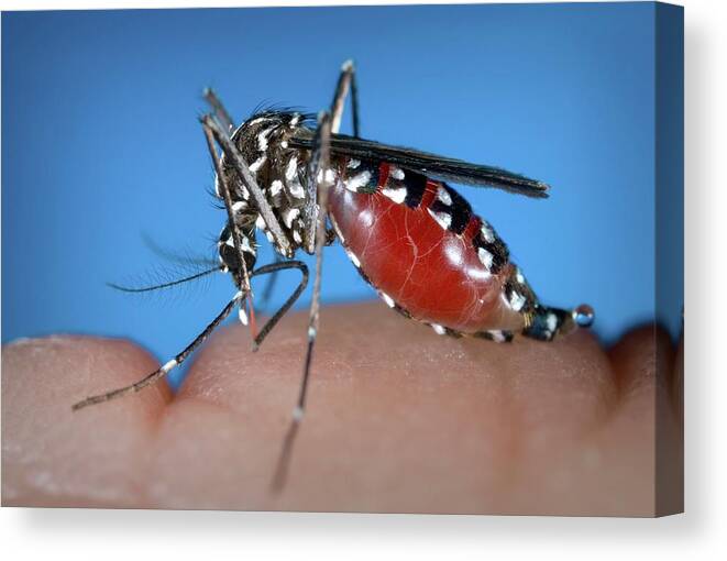 Asian Tiger Mosquito Canvas Print featuring the photograph Asian Tiger Mosquito #1 by Cdc/science Photo Library