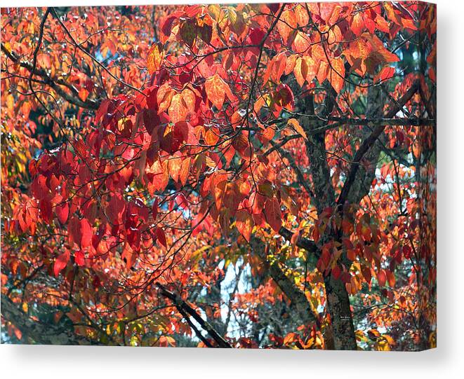 Autumn Canvas Print featuring the photograph Autumn Leaves #6 by Rafael Salazar