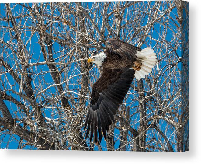 Bald Eagle Canvas Print featuring the photograph Bald Eagle in Flight #2 by Dawn Key