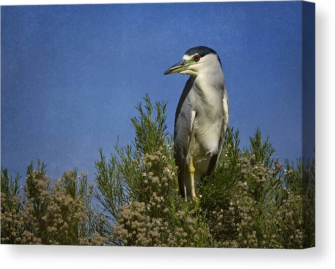 Night Heron Canvas Print featuring the photograph Black-Crowned Night Heron #1 by Saija Lehtonen