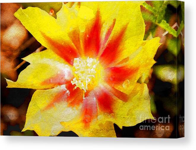 Flowers Canvas Print featuring the photograph Cactus Flower WC by Ken Williams