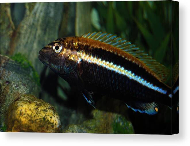 Photograph Canvas Print featuring the photograph Cichlid #1 by Larah McElroy