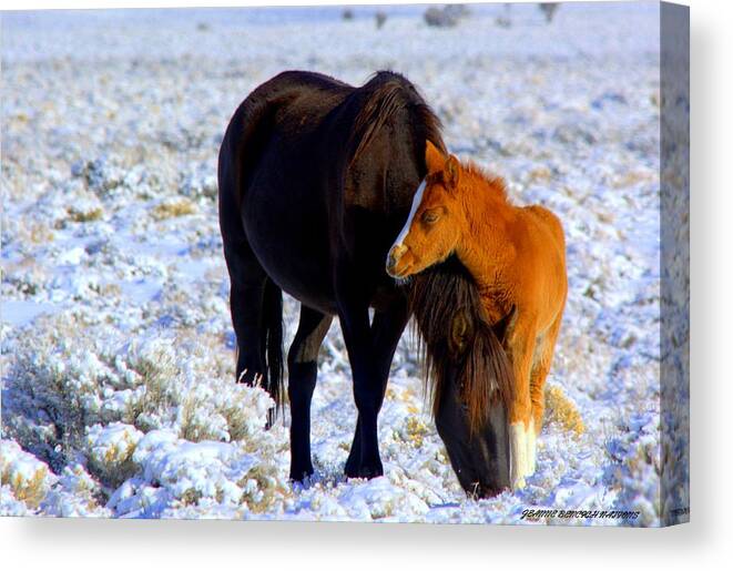 Wild Horses Canvas Print featuring the photograph Close To You #1 by Jeanne Bencich-Nations