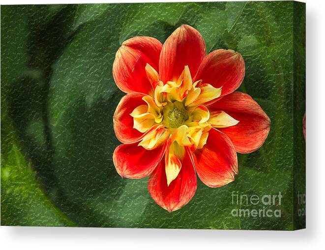 Dahlia Canvas Print featuring the photograph Dahlia #3 by Bernd Laeschke