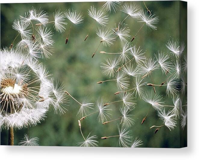Angiosperm Canvas Print featuring the photograph Dandelion Seeds #1 by Perennou Nuridsany