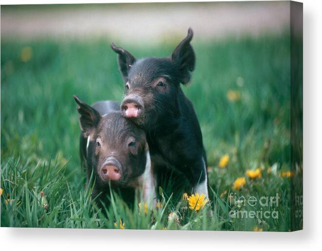 Nature Canvas Print featuring the photograph Domestic Piglets by Alan Carey