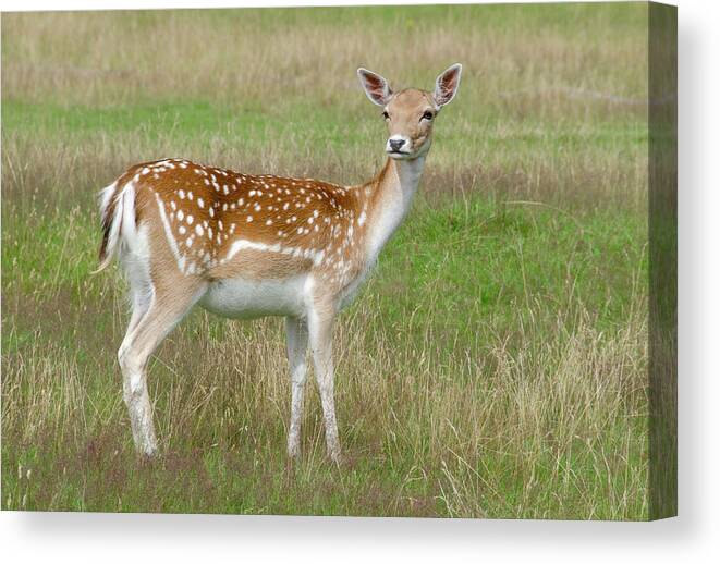 Mammal Canvas Print featuring the photograph Fallow Deer Doe #1 by Nigel Downer