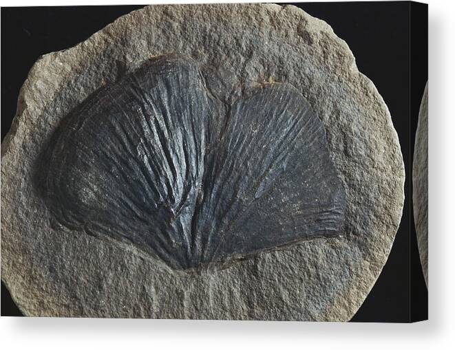 Cyclopteris Canvas Print featuring the photograph Fossil Seed Fern Leaf #1 by Louise K. Broman