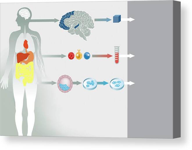 Treatment Canvas Print featuring the photograph Gene Therapy Processes #1 by Jose Antonio Peas