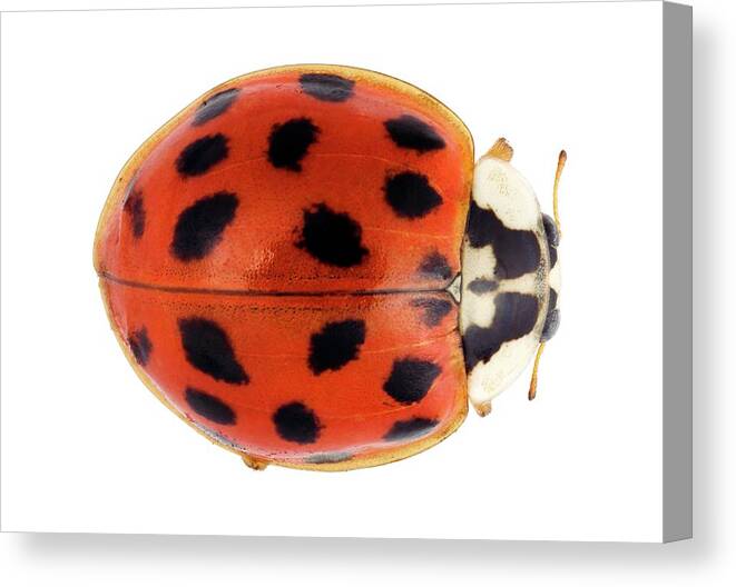 Harmonia Axyridis Canvas Print featuring the photograph Harlequin Ladybird #1 by Pascal Goetgheluck/science Photo Library