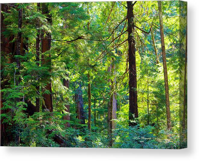 Hoh Canvas Print featuring the photograph Hoh Rain Forest #1 by Jeanette C Landstrom
