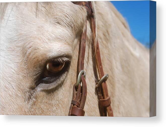 Photograph Canvas Print featuring the photograph Horse Eye #1 by Larah McElroy