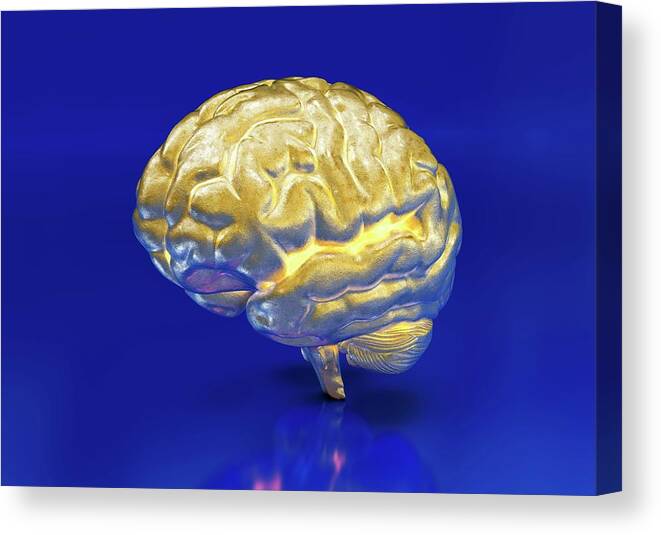 Artwork Canvas Print featuring the photograph Intelligence #1 by Animated Healthcare Ltd/science Photo Library