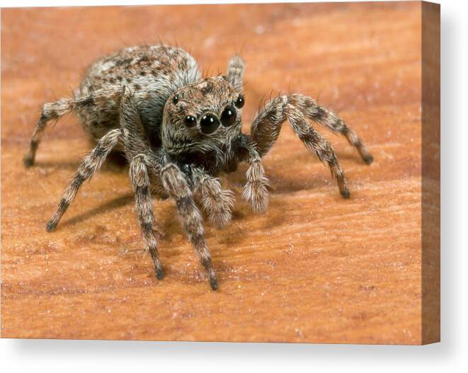 Arachnid Canvas Print featuring the photograph Jumping Spider by Nigel Downer