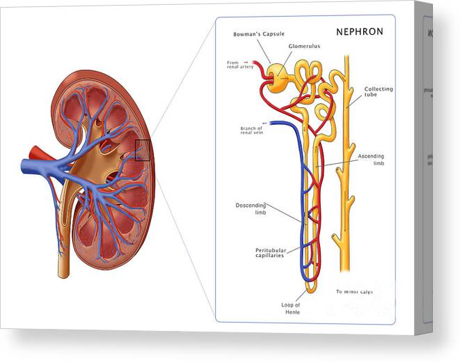 Kidney Canvas Print featuring the photograph Kidney And Nephron, Illustration #1 by Monica Schroeder