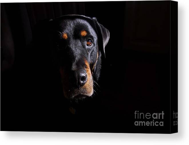 Dogs Canvas Print featuring the photograph Mandy #1 by Cindy Manero