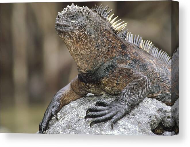 Feb0514 Canvas Print featuring the photograph Marine Iguana Clings To Lava Rock #1 by Tui De Roy