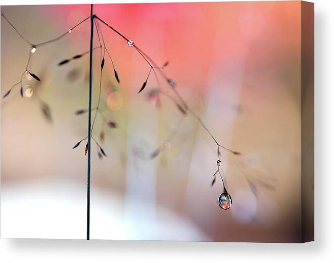 Macro Canvas Print featuring the photograph Morning Glow #1 by Heidi Westum