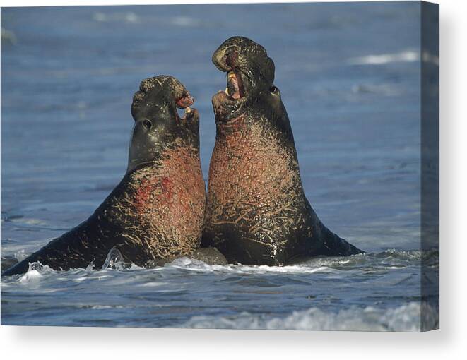 Feb0514 Canvas Print featuring the photograph Northern Elephant Seal Males Fighting #1 by Tim Fitzharris