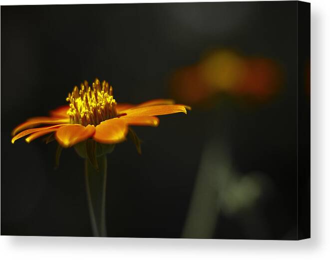 Flower Canvas Print featuring the photograph Orange Flower #1 by Bradley R Youngberg