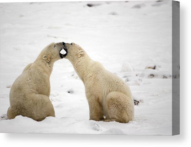 Day Canvas Print featuring the photograph Polar Bears Play Fighting At Churchill #1 by Tom Soucek