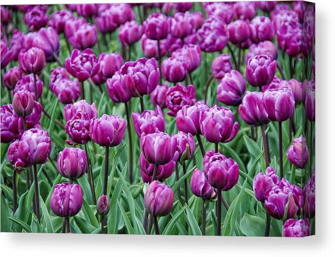 Nature Canvas Print featuring the photograph Purple Spring #1 by Joachim G Pinkawa