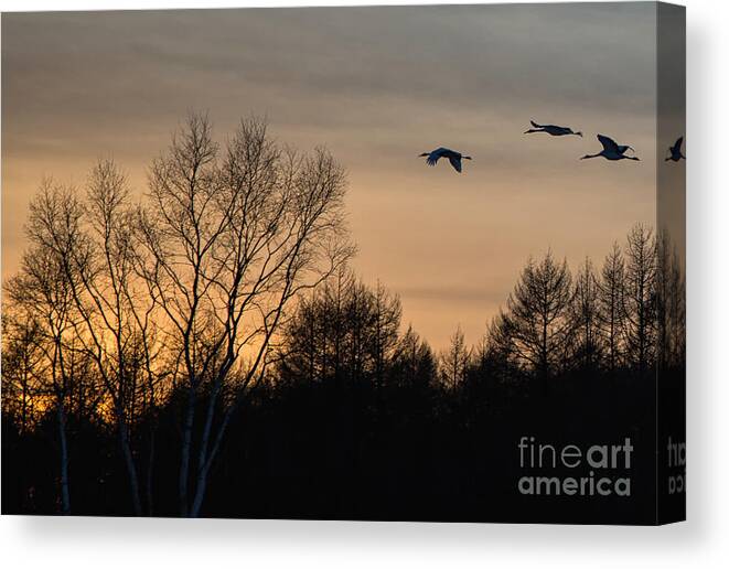 Red-crowned Crane Canvas Print featuring the photograph Red Crowned Crane at Sunset #2 by Natural Focal Point Photography