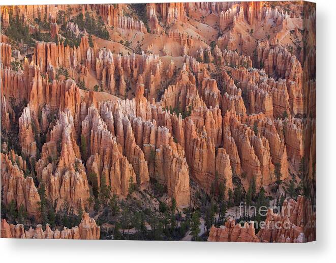 00431146 Canvas Print featuring the photograph Sandstone Hoodoos in Bryce Canyon by Yva Momatiuk and John Eastcott