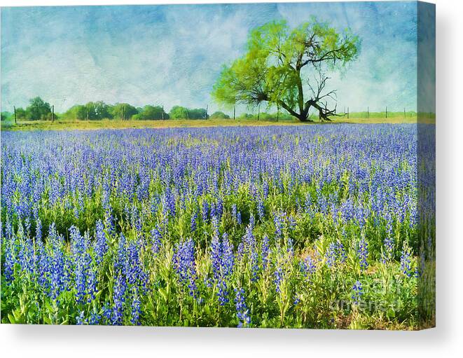 Landscape Canvas Print featuring the photograph Sandy Bluebonnets #1 by Cathy Alba