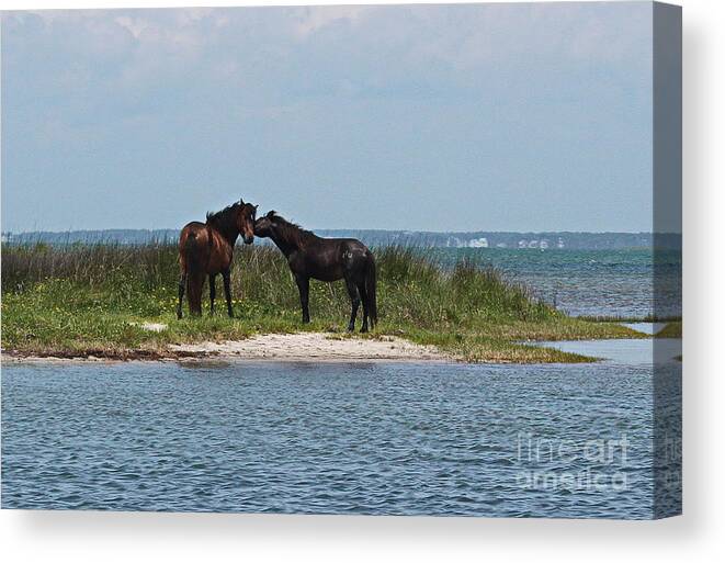 Shackleford Banks Canvas Print featuring the photograph Shackleford Ponies 4 by Cathy Lindsey