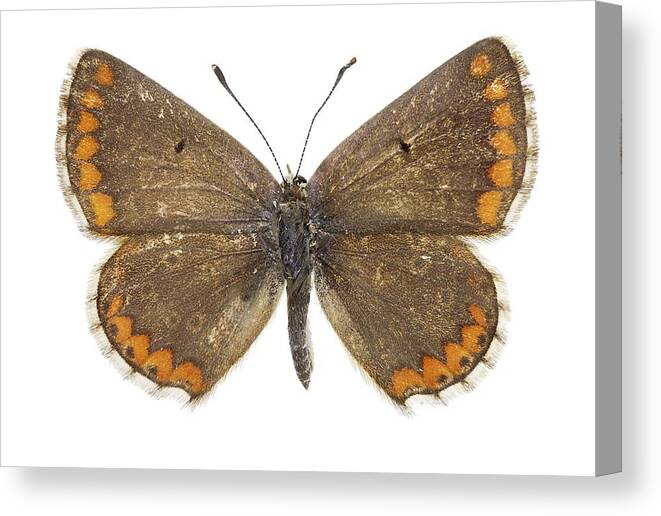 Entomology Canvas Print featuring the photograph Southern brown argus butterfly #1 by Science Photo Library
