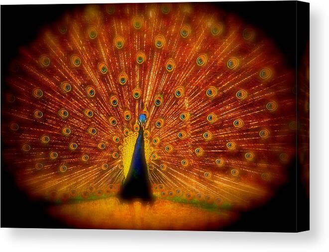 Peacock Canvas Print featuring the photograph Spread Em Peacock by Eye Olating Images