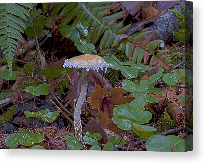 Stropharia Ambigua Canvas Print featuring the photograph Stropharia ambigua #1 by Betty Depee