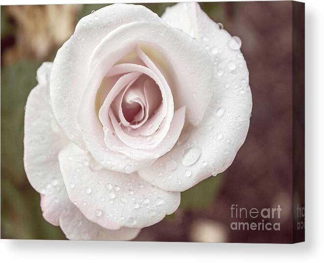 Pink Canvas Print featuring the photograph Sweetness #1 by Arlene Carmel