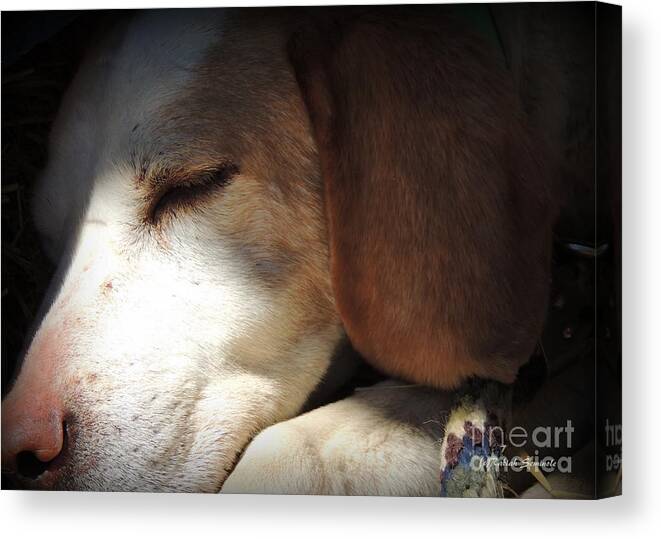 Dogs Canvas Print featuring the photograph The Old Boy #1 by Rabiah Seminole