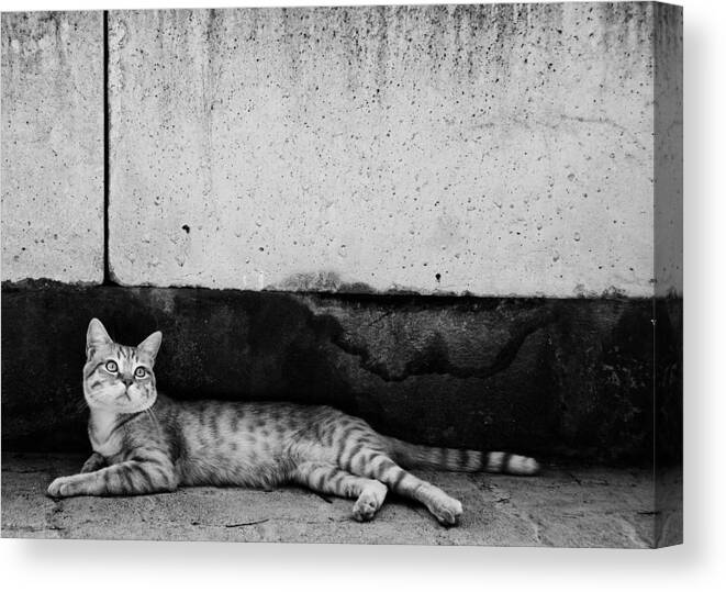 Cat Canvas Print featuring the photograph Untitled #1 by Laura Melis
